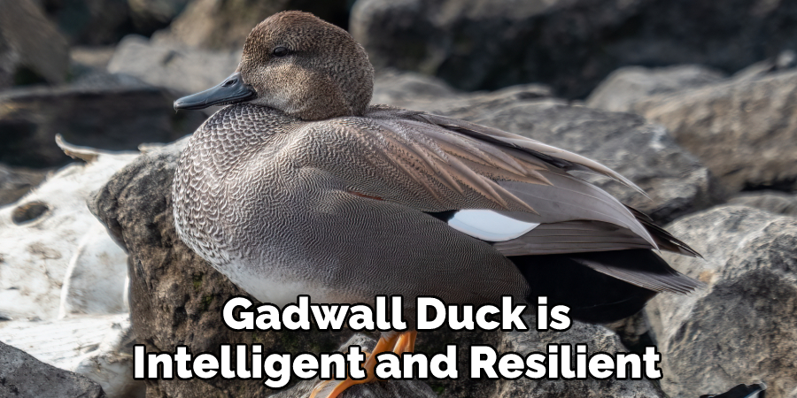 Gadwall Duck is Intelligent and Resilient