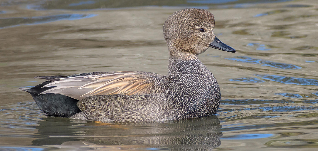 Gadwall Spiritual Meaning, Symbolism and Totem