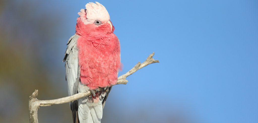 Galah Spiritual Meaning, Symbolism and Totem