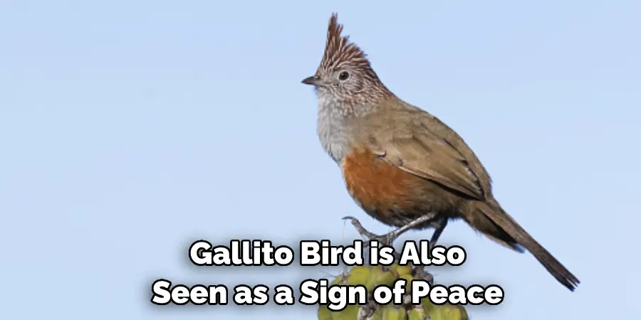  Gallito Bird is Also Seen as a Sign of Peace