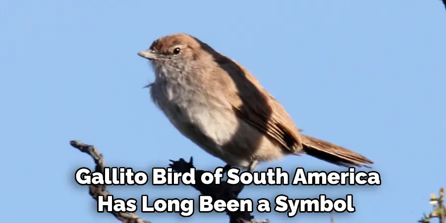  Gallito Bird of South America Has Long Been a Symbol 