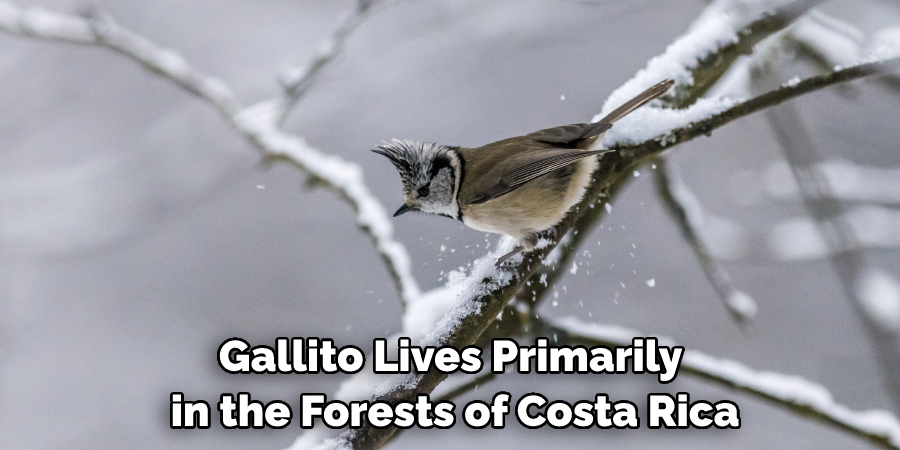 Gallito Lives Primarily in the Forests of Costa Rica