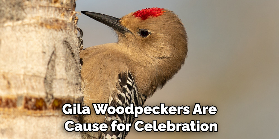 Gila Woodpeckers Are Cause for Celebration