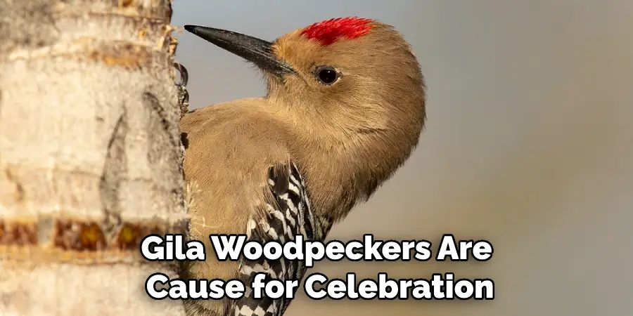 Gila Woodpeckers Are Cause for Celebration