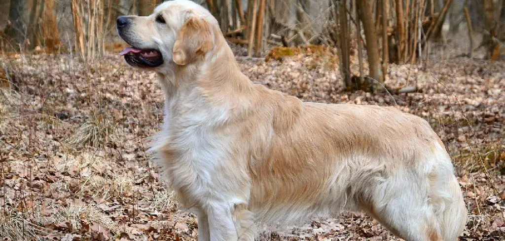 Golden Retriever Spiritual Meaning, Symbolism and Totem