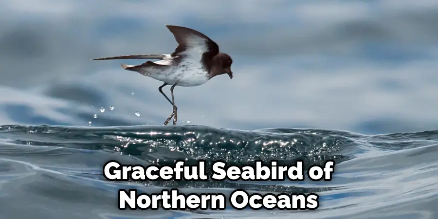 Graceful Seabird of Northern Oceans