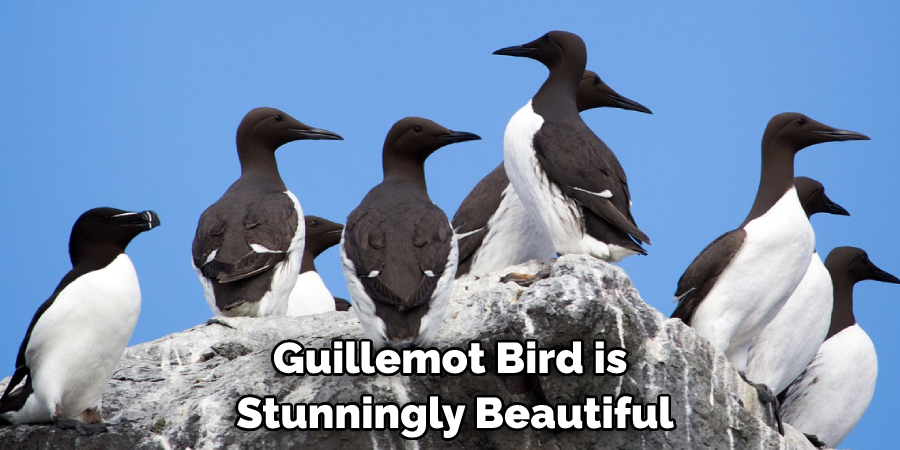 Guillemot Bird is Stunningly Beautiful