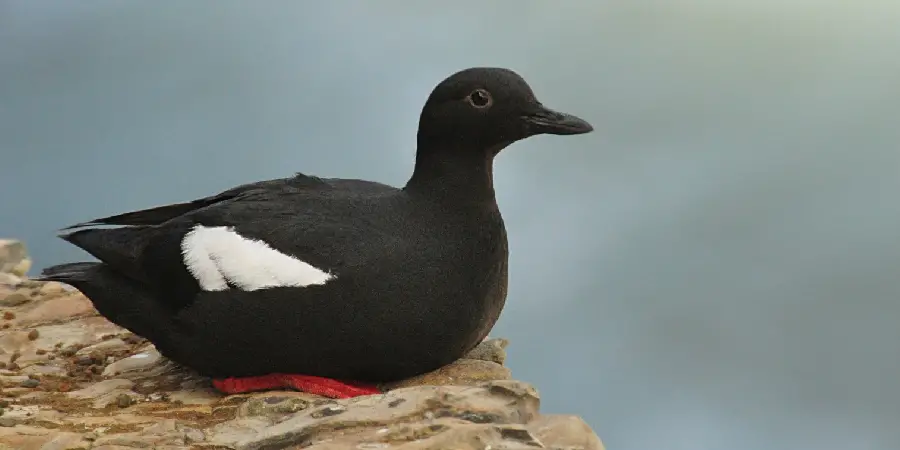 Guillemot Spiritual Meaning, Symbolism and Totem