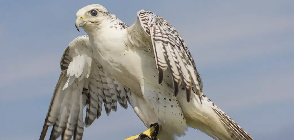 Gyrfalcon Spiritual Meaning, Symbolism and Totem