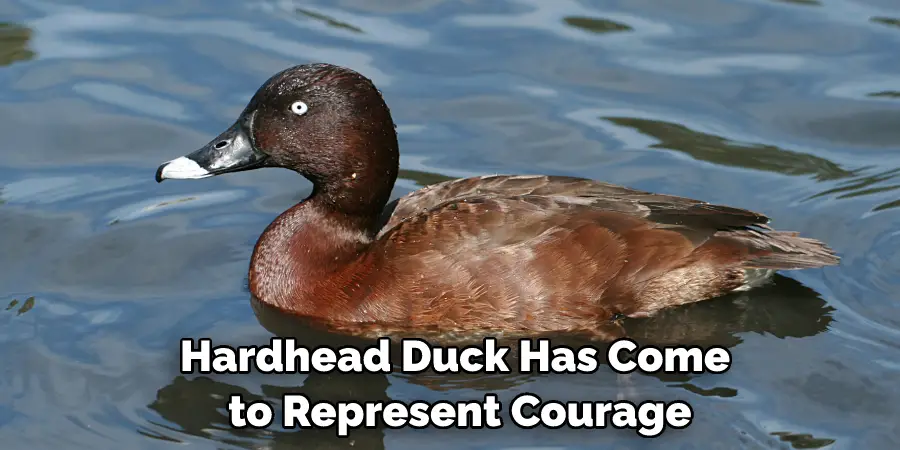 Hardhead Duck Has Come to Represent Courage