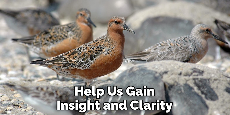 Help Us Gain Insight and Clarity