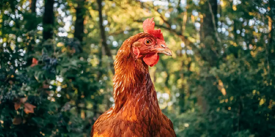 Hen Spiritual Meaning, Symbolism and Totem