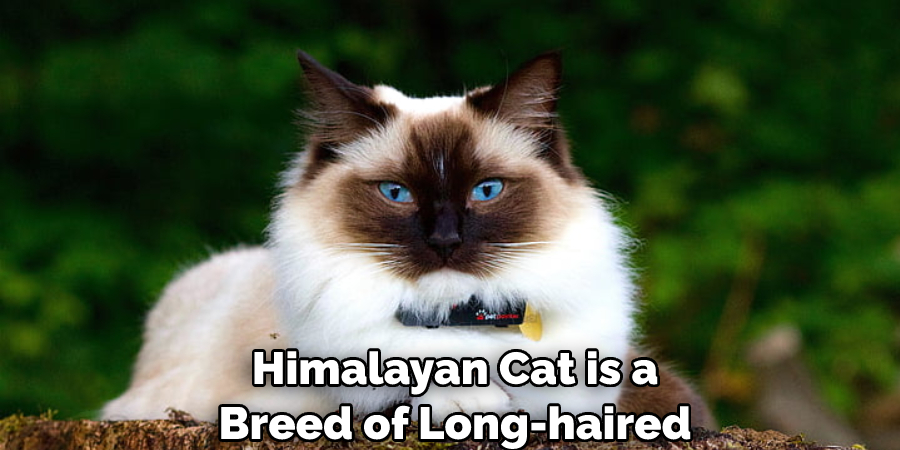 Himalayan Cat is a Breed of Long-haired