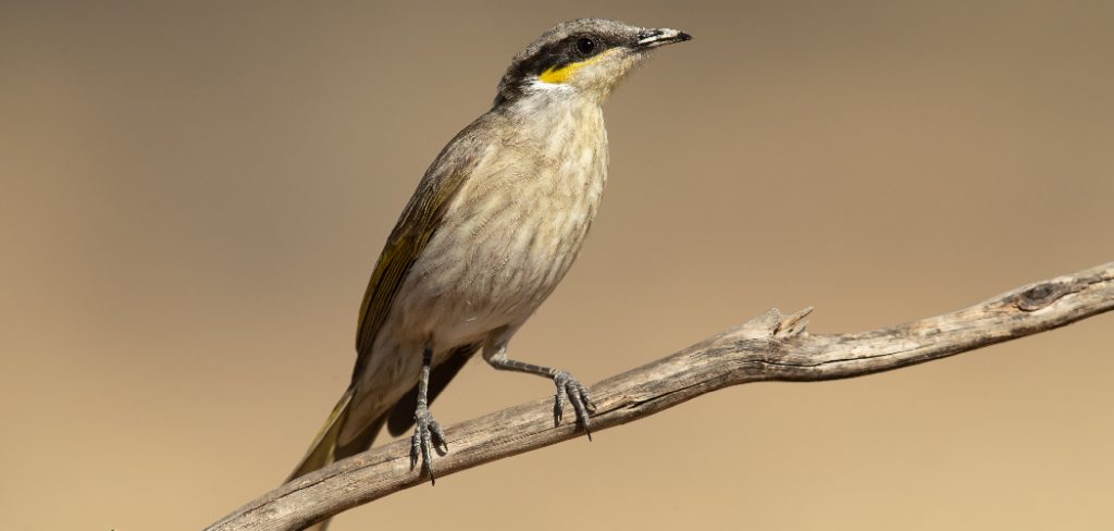 Honeyeater Spiritual Meaning, Symbolism and Totem