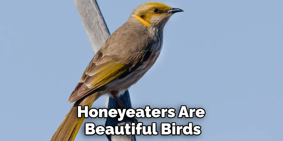 Honeyeaters Are Beautiful Birds