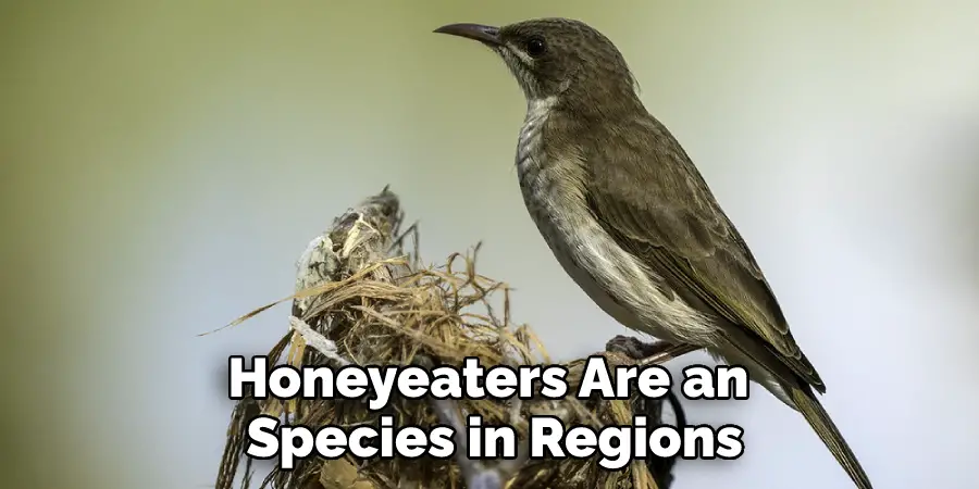 Honeyeaters Are an Species in Regions