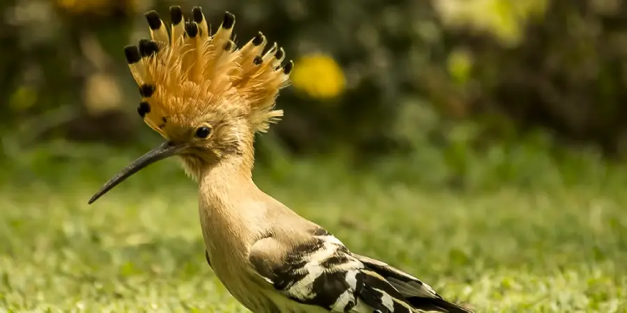 Hoopoe Spiritual Meaning, Symbolism and Totem