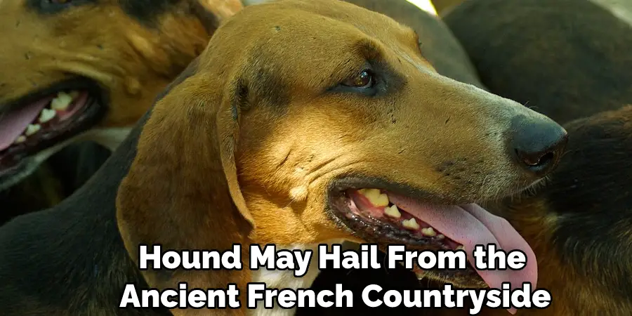 Hound May Hail From the Ancient French Countryside
