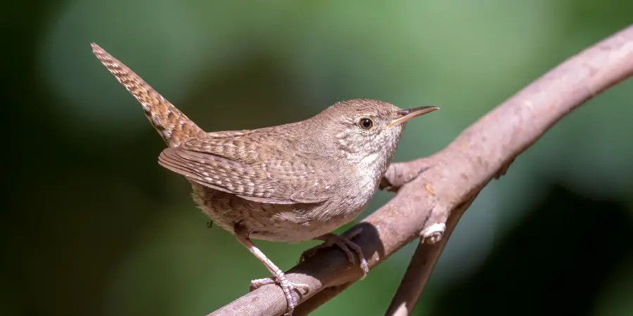 House Wren Spiritual Meaning, Symbolism and Totem