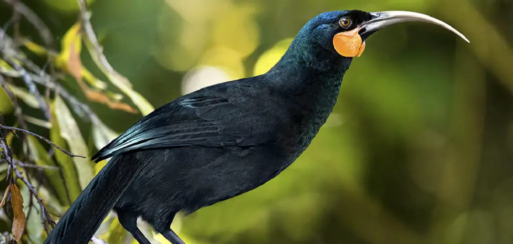 Huia Spiritual Meaning, Symbolism and Totem