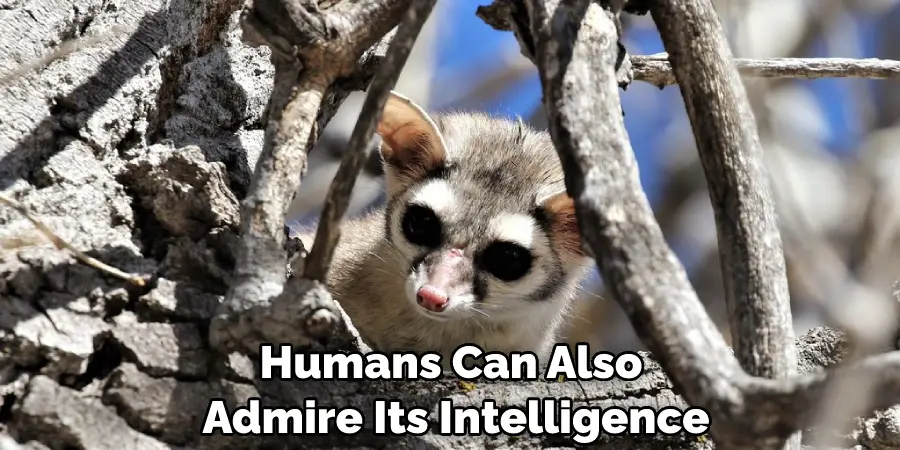 Humans Can Also Admire Its Intelligence