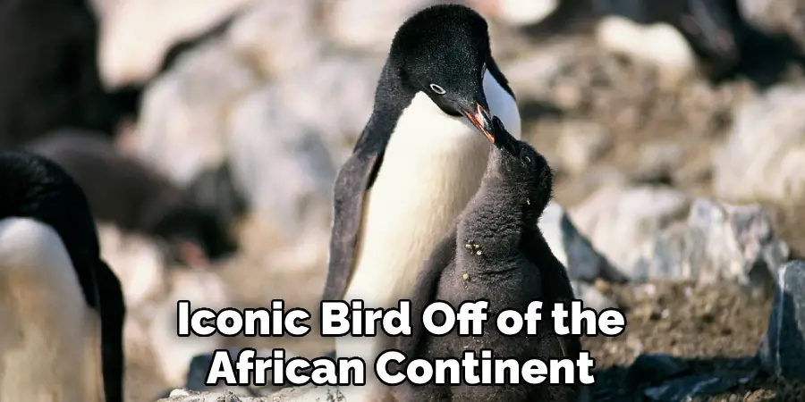 Iconic Bird Off of the African Continent