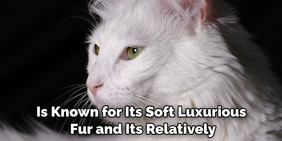 Is Known for Its Soft Luxurious Fur and Its Relatively