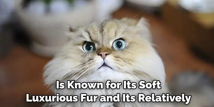 Is Known for Its Soft Luxurious Fur and Its Relatively