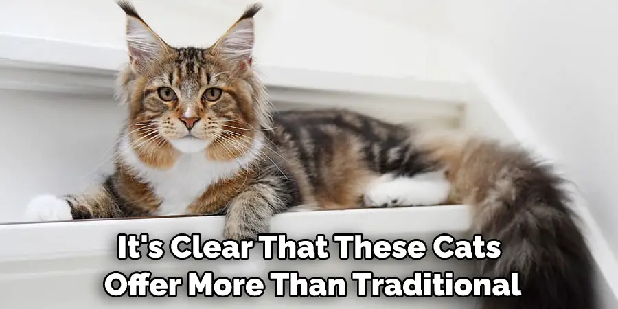 It's Clear That These Cats Offer More Than Traditional