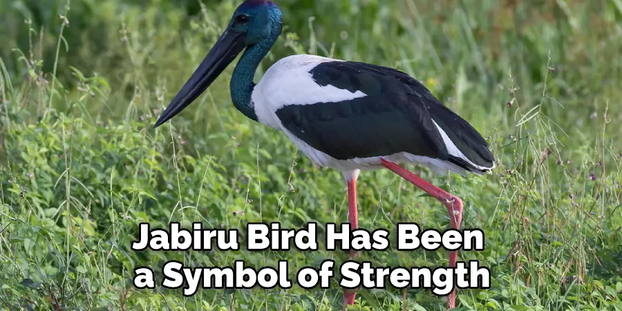 Jabiru Bird Has Been a Symbol of Strength