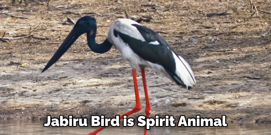 Jabiru Bird is Spirit Animal
