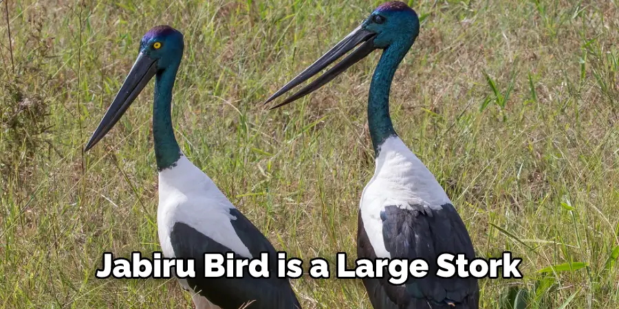 Jabiru Bird is a Large Stork