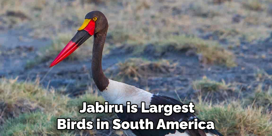 Jabiru is Largest Birds in South America