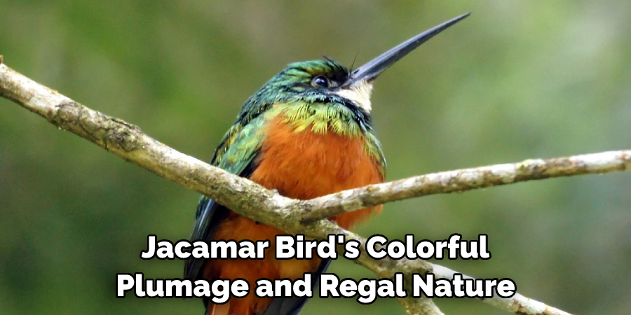 Jacamar Bird's Colorful Plumage and Regal Nature