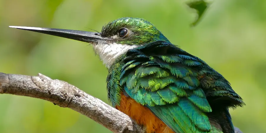 Jacamar Spiritual Meaning, Symbolism and Totem