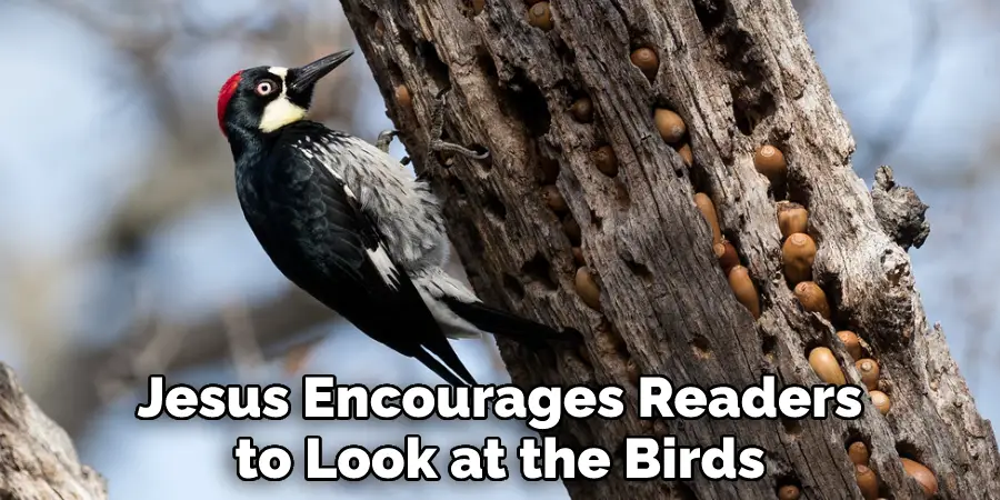 Jesus Encourages Readers to Look at the Birds