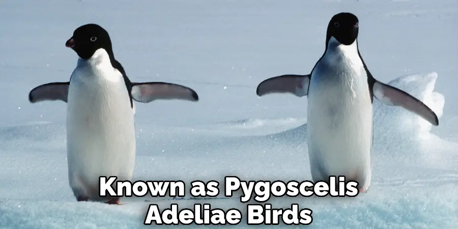Known as Pygoscelis Adeliae Birds