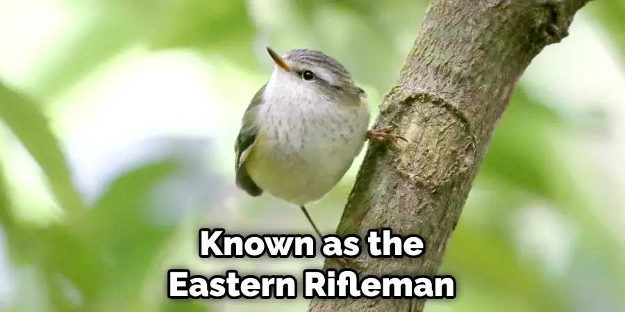 Known as the Eastern Rifleman