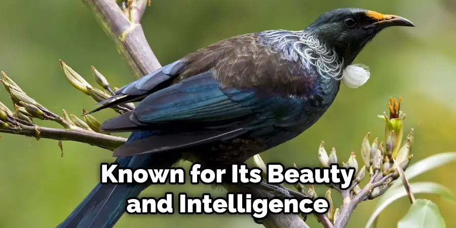 Known for Its Beauty and Intelligence