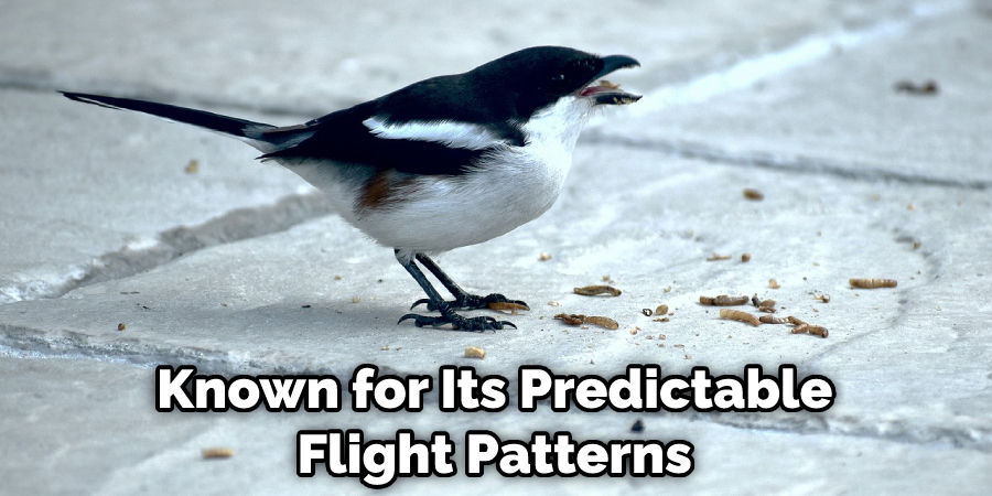 Known for Its Predictable Flight Patterns