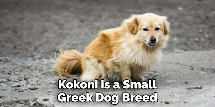 Kokoni is a Small Greek Dog Breed