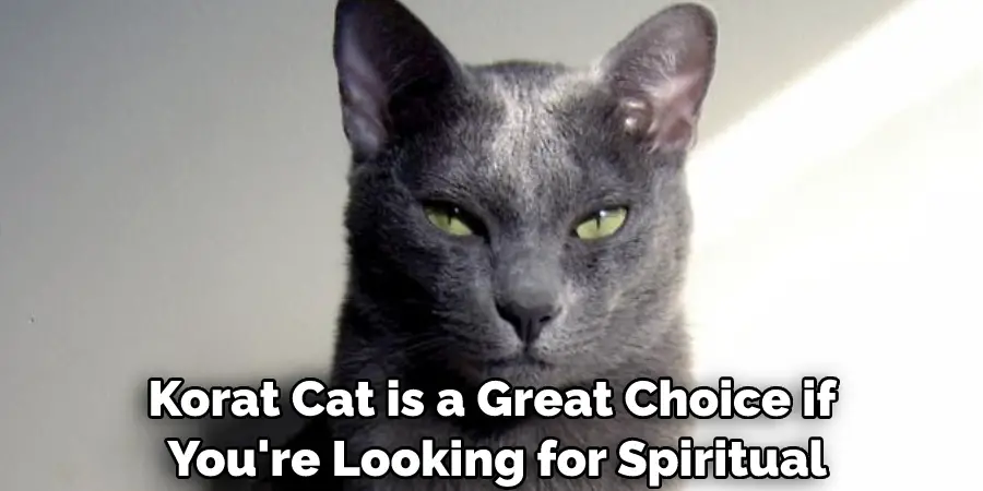 Korat Cat is a Great Choice if You're Looking for Spiritual