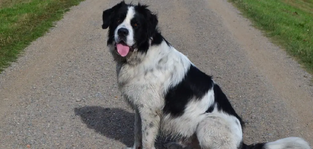 Landseer Spiritual Meaning, Symbolism and Totem