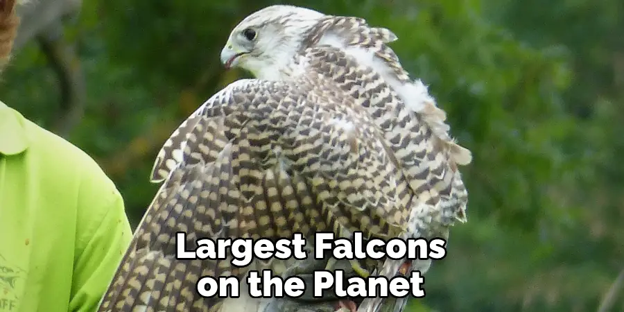 Largest Falcons on the Planet