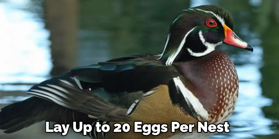  Lay Up to 20 Eggs Per Nest