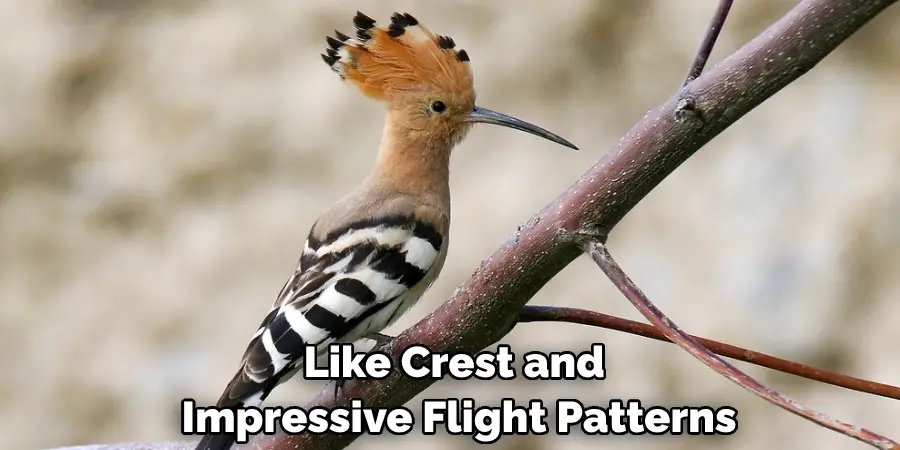Like Crest and Impressive Flight Patterns