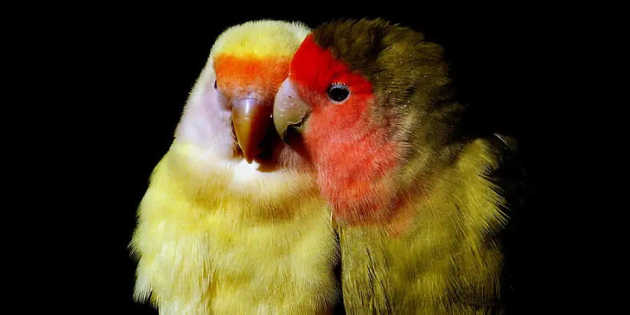 Lovebird Spiritual Meaning, Symbolism and Totem