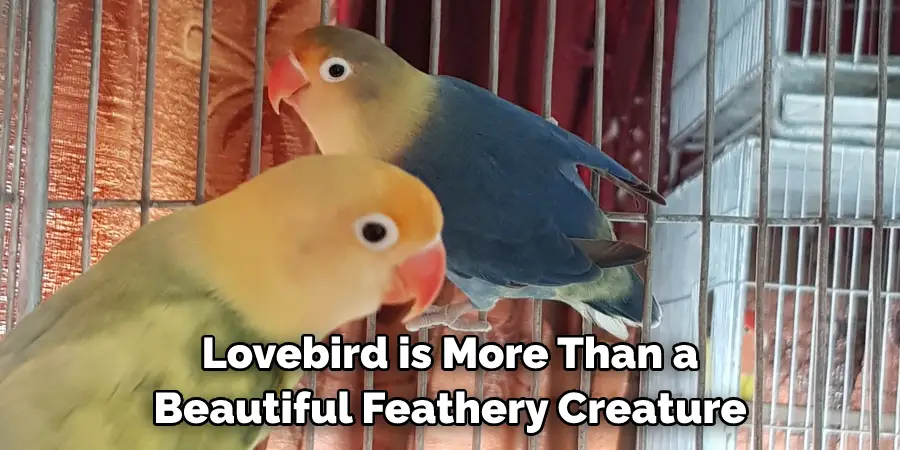  Lovebird is More Than a Beautiful Feathery Creature
