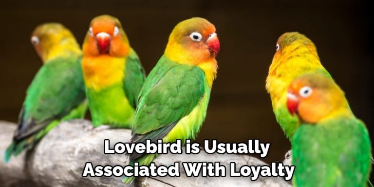 Lovebird Spiritual Meaning, Symbolism and Totem | Explanation