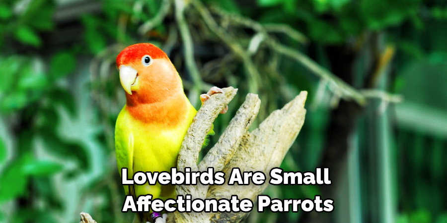 Lovebirds Are Small Affectionate Parrots